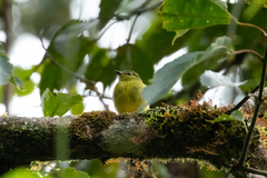 Myiophobus flavicans