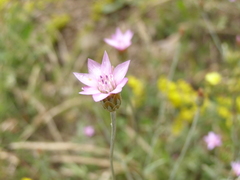 Xeranthemum cylindraceum