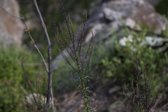Anarrhinum longipedicellatum