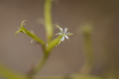 Chorizanthe brevicornu