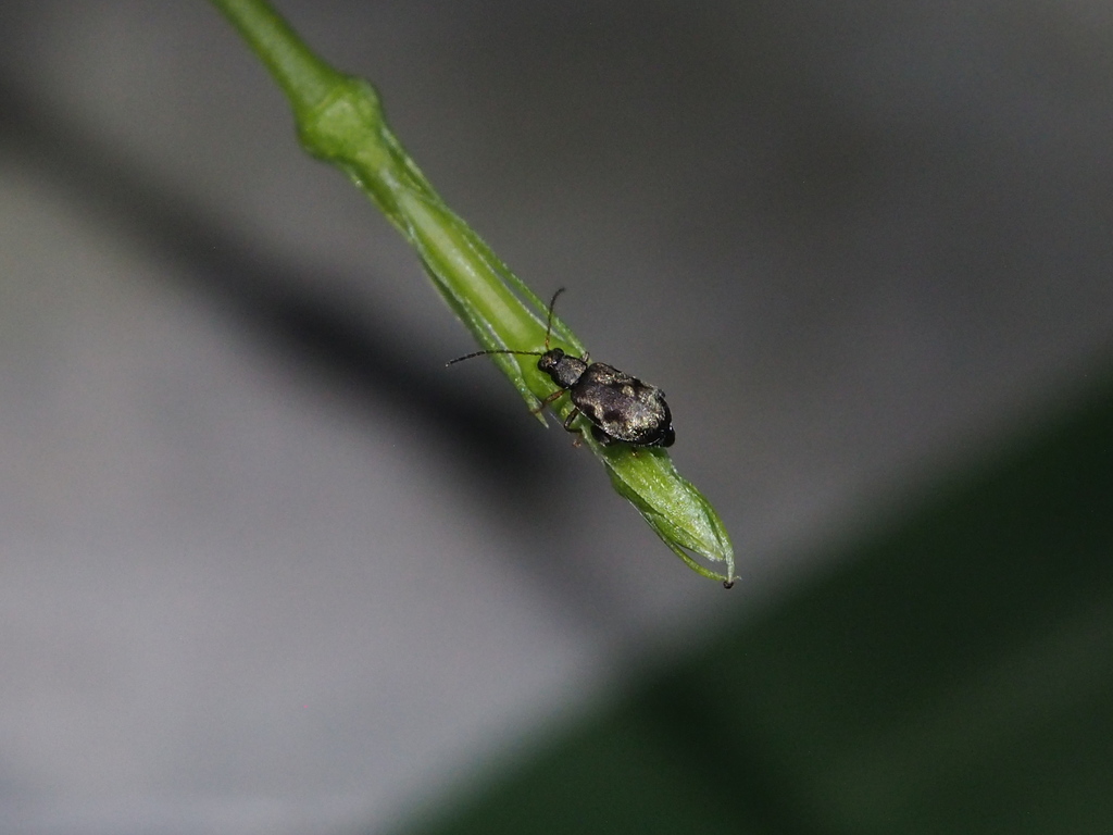 Hespera lomasa