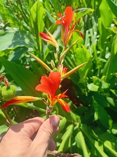Canna indica observed 2026-10-30