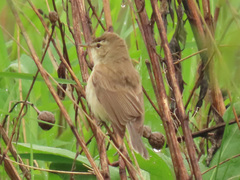 Acrocephalus scirpaceus