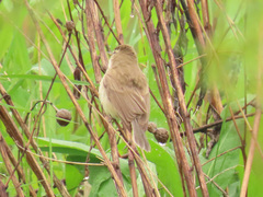 Acrocephalus scirpaceus