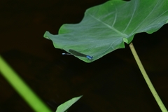 Archibasis oscillans