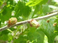 Cecidophyopsis ribis