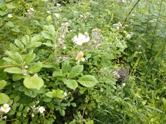 Rosa multiflora