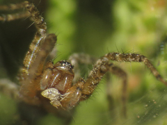 Agelenidae