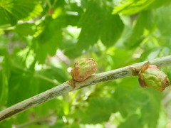 Cecidophyopsis ribis