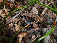 Platycerus caprea