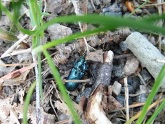 Platycerus caprea
