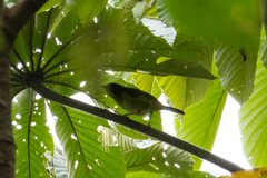 Trichothraupis melanops