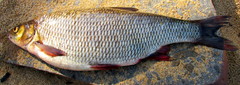 Leuciscus idus