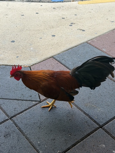 Gallus gallus observed 2026-10-30
