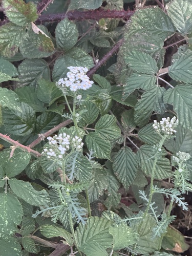 Achillea millefolium observed 2026-10-30