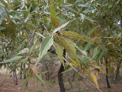 Quercus acutifolia
