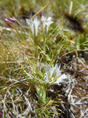 Gentiana newberryi