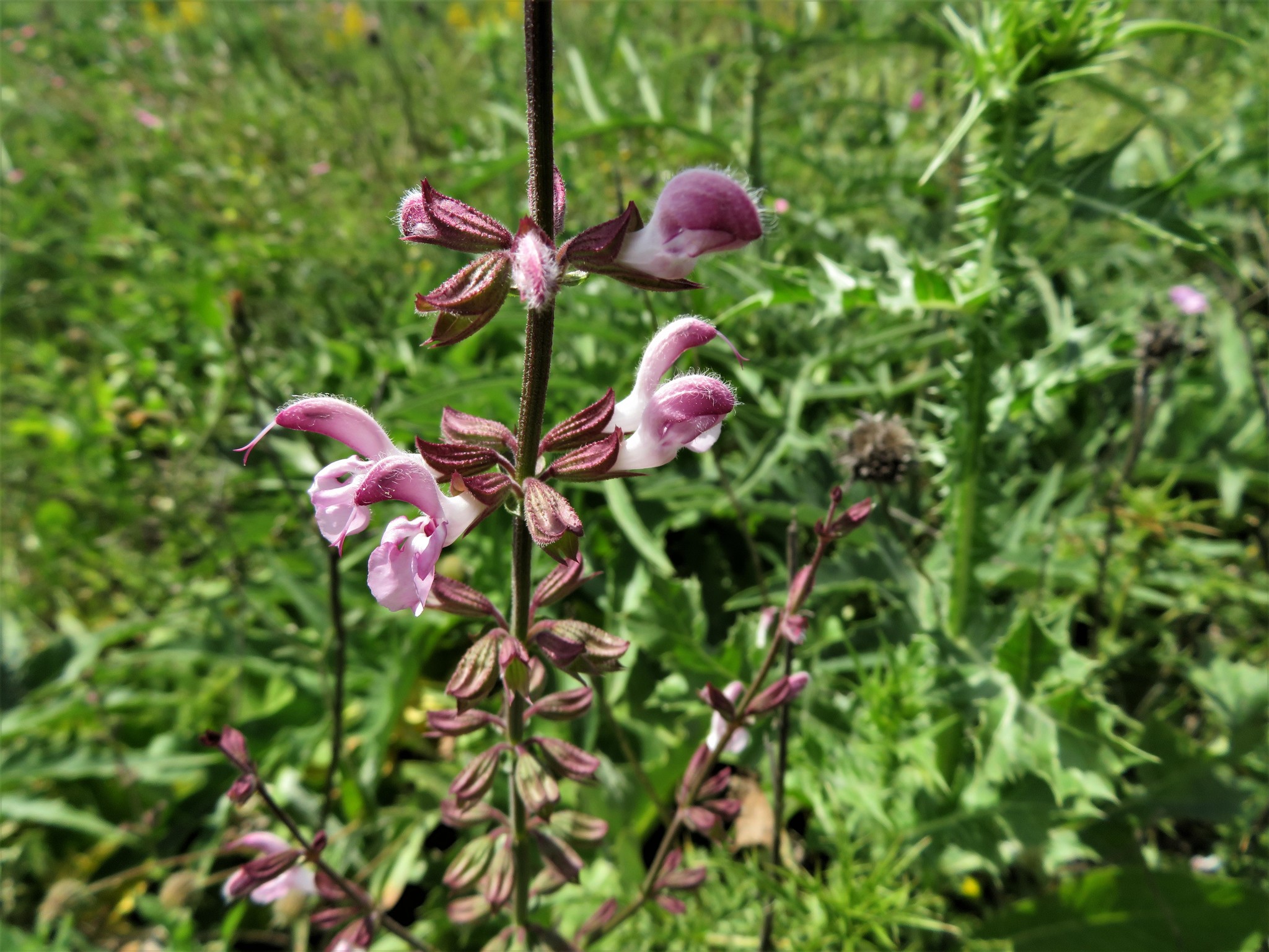 Salvia eigii