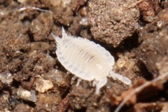 Platyarthrus hoffmannseggii