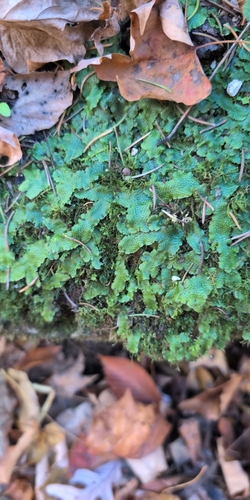Hepaticae observed 2026-10-30