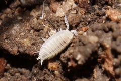 Platyarthrus hoffmannseggii