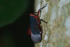 Kalidasa lanata