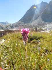 Castilleja lemmonii