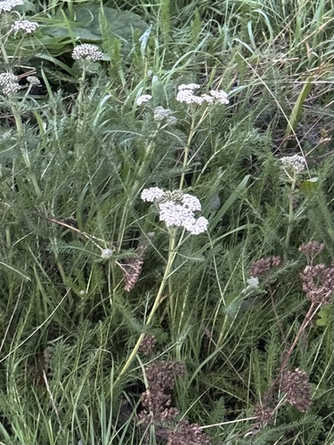 Achillea millefolium observed 2026-10-30