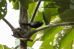 Conirostrum albifrons