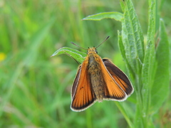 Thymelicus lineola