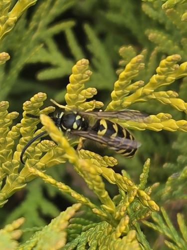 Vespula pensylvanica observed 2026-10-30