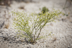 Chorizanthe brevicornu