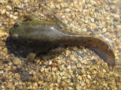 Chilean Toad photo 3