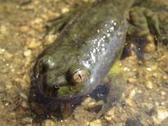 Chilean Toad photo 4