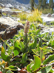Salix petrophila