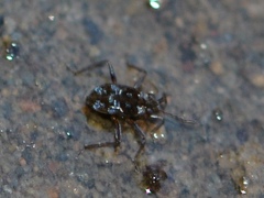 Microvelia americana