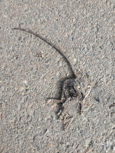 Rattus rattus observed 2026-10-29