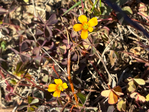 Oxalis corniculata observed 2026-10-30