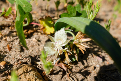 Calochortus westonii