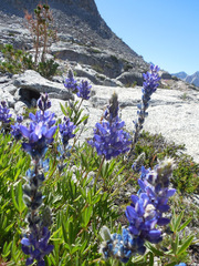 Lupinus covillei