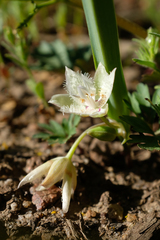 Calochortus westonii