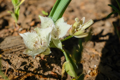Calochortus westonii