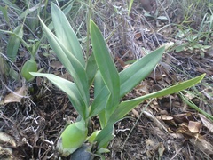 Prosthechea michuacana