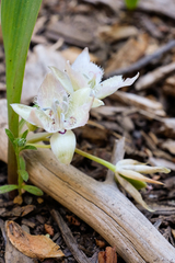 Calochortus westonii