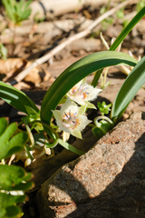 Calochortus westonii
