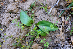 Fritillaria brandegeei