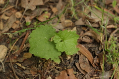Alliaria petiolata
