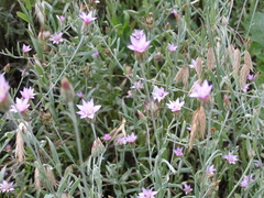 Xeranthemum cylindraceum