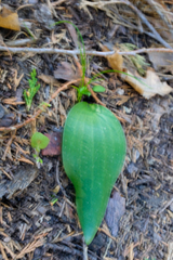 Fritillaria brandegeei