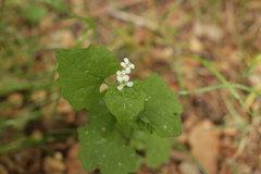 Alliaria petiolata
